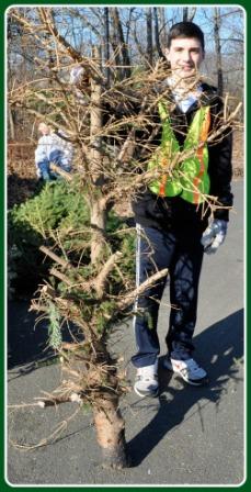 Oshawa christmas tree removal