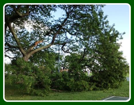 A Tree Falls In Westport | 06880