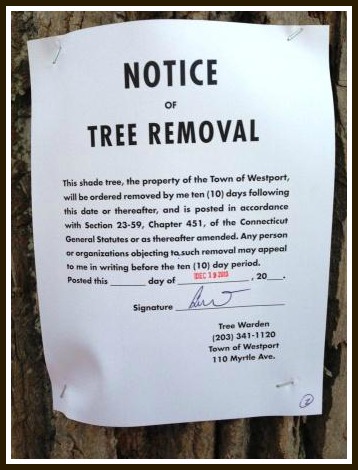 Longshore Tree Removal: Too Much? Too Soon? | 06880