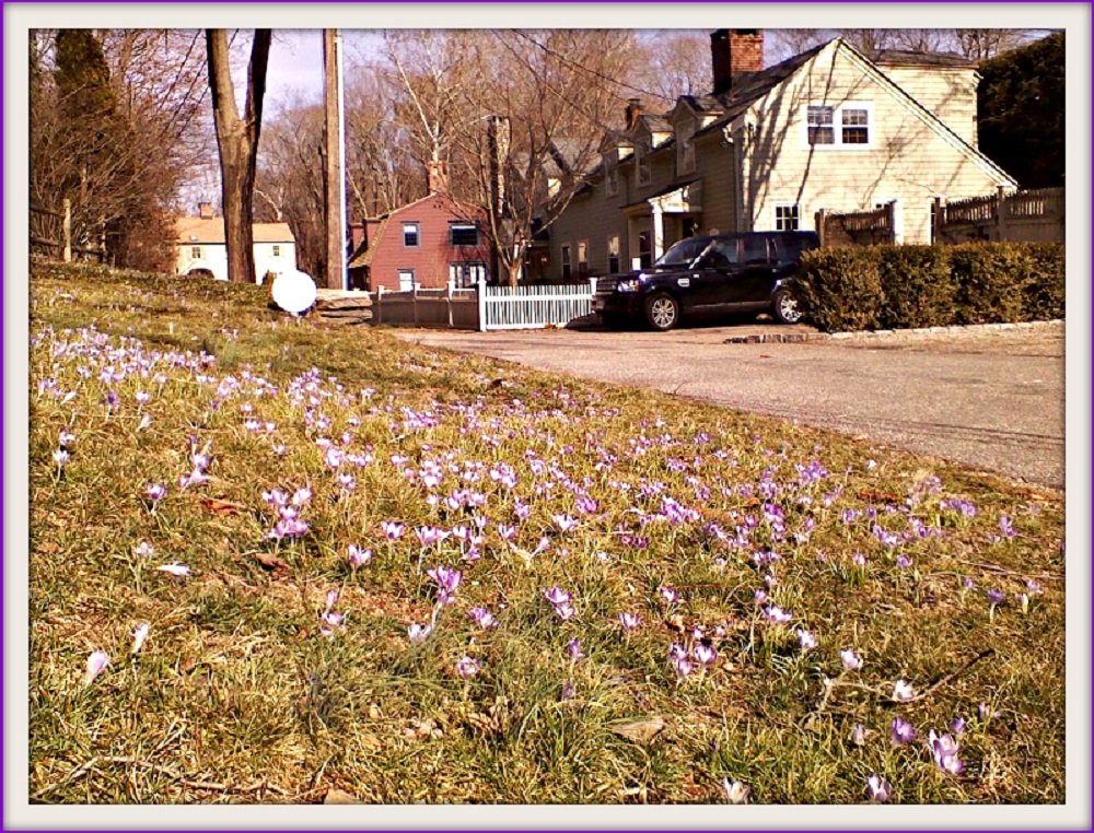 It’s Called Violet Lane… 06880