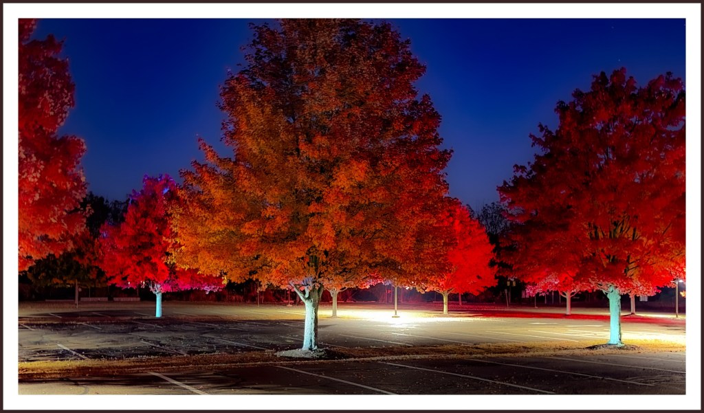 [OPINION] Long Lots Maple Trees Provide Beauty — And Flood Control | 06880